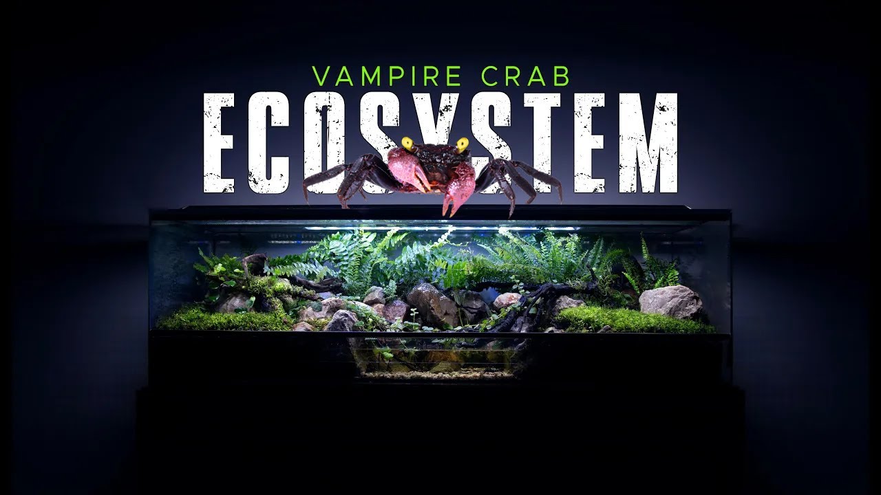 🦀 BUILDING A HUGE VAMPIRE CRAB ECOSYSTEM PALUDARIUM (STEP BY STEP)