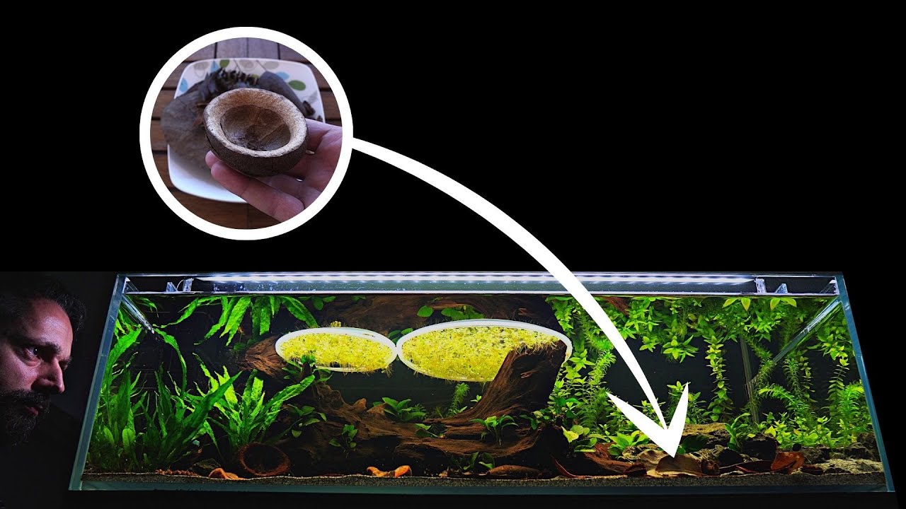 Aquarium water turned BROWN (ADDING BOTANICALS) | EP2 BLACKWATER AQUARIUM