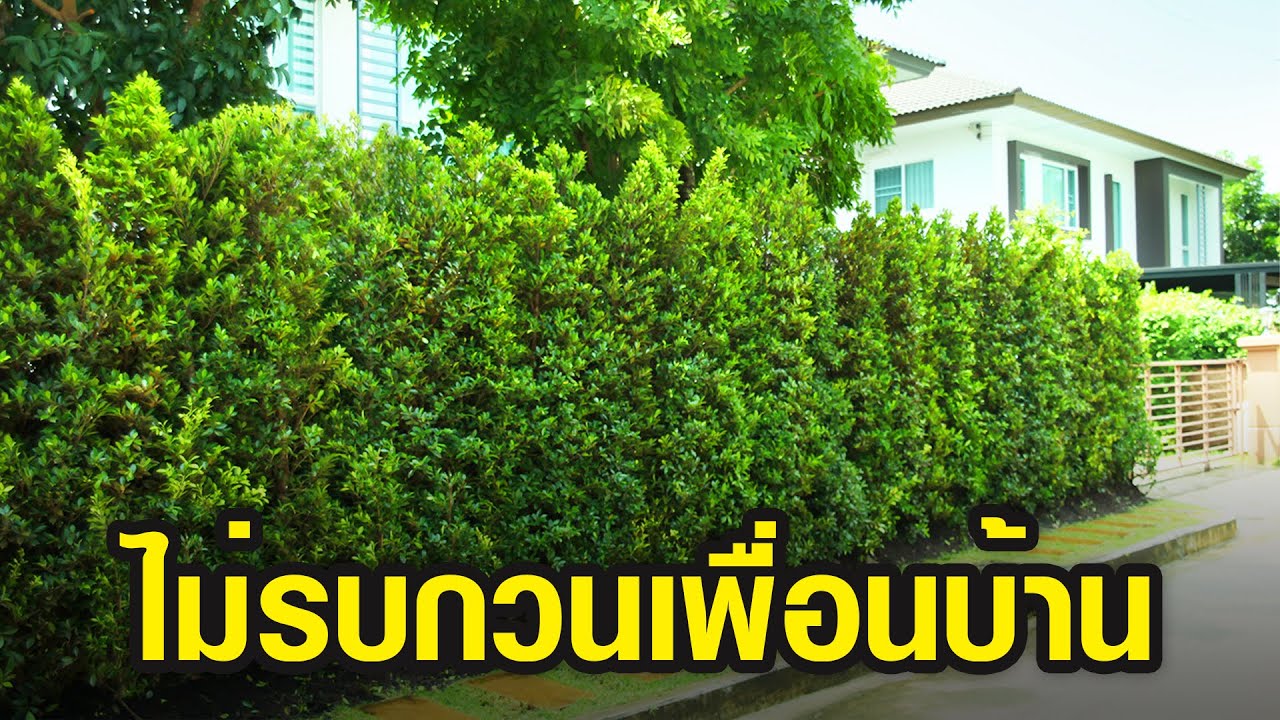 6 ต้นไม้ปลูกแนวรั้ว ยอดนิยม ช่วยบังลมบังแดด บังสายตา ไม่รบกวนเพื่อนบ้าน