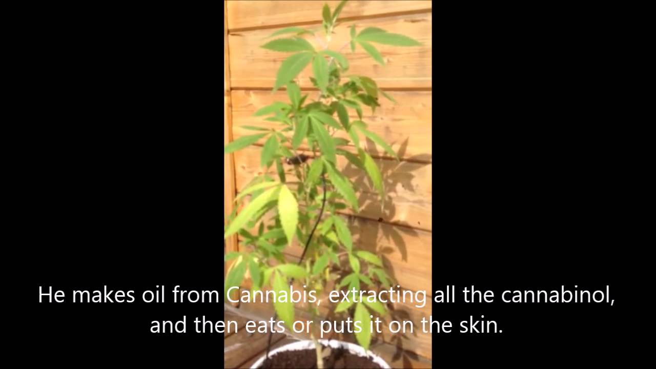 Music of the Plants - &Iacute;sbj&ouml;rn's Cannabis Music - no need to smoke!
