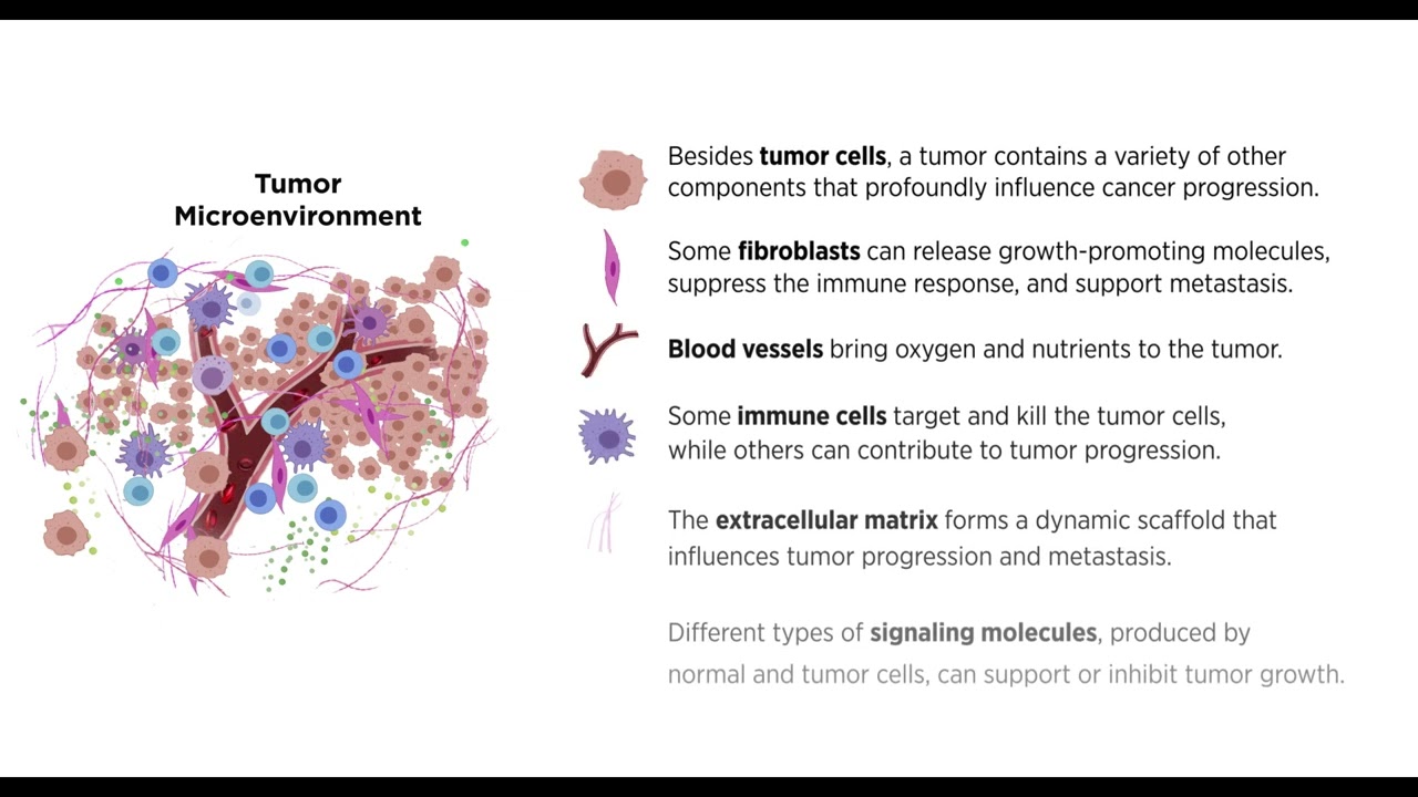 Tumor Microenvironment Animation