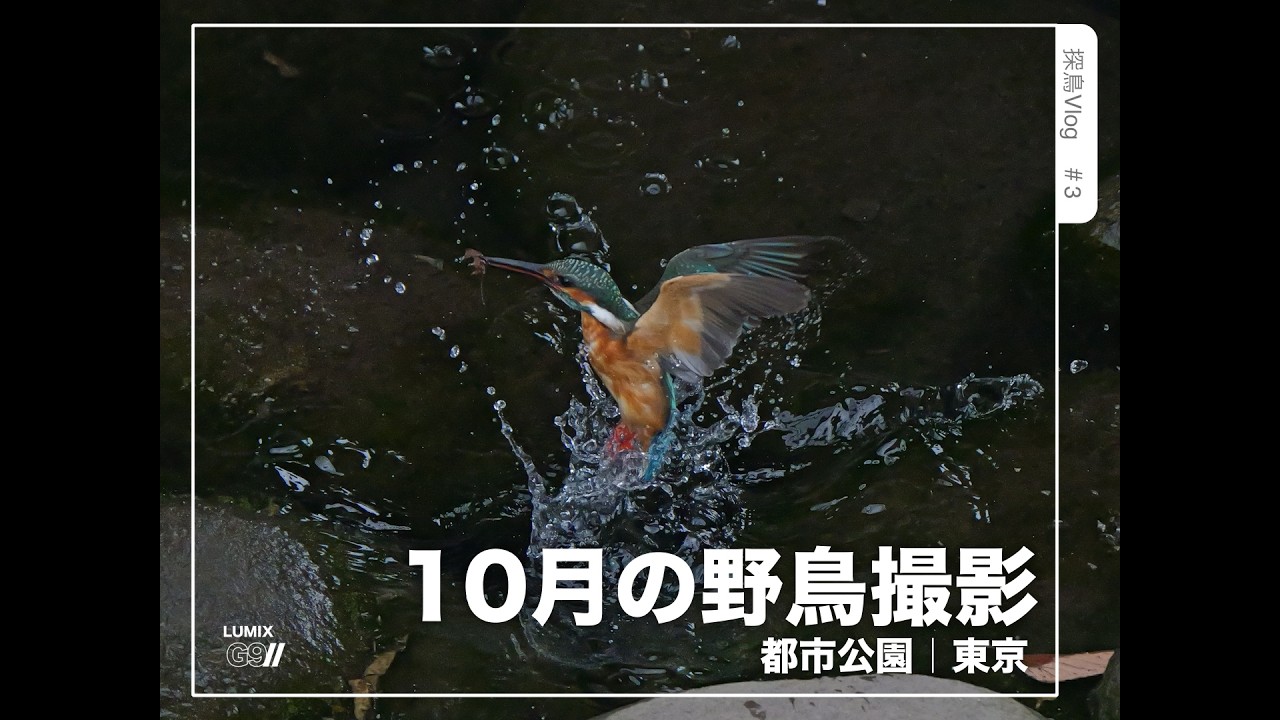 探鳥Vlog】マイクロフォーサーズで野鳥撮影📸｜カワセミ 翡翠at 都市公園🗼 プリ連写撮影｜ズームの時は、フォーカスモードは追尾でね #野鳥撮影 #バードウォッチング #birdwatching