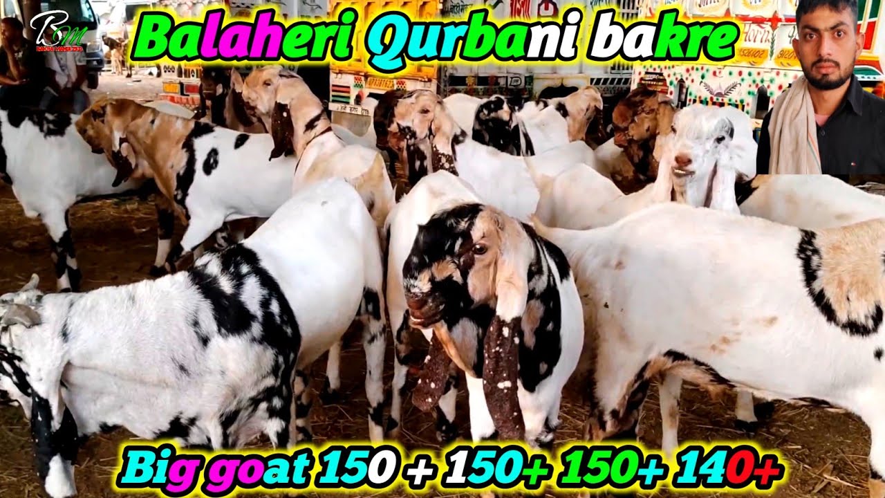 May 5 2025 Balaheri Qurbani bakre totapari Big goat 150+ 140+ 150+ 150 Rajasthan bakra mandi mahua