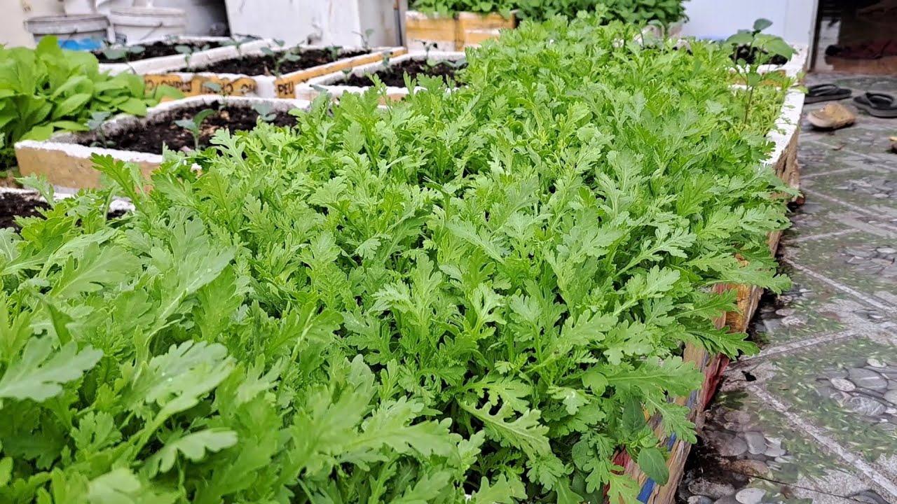 Cách Trồng Tần Ô(Cải Cúc) Trong Thùng Xốp Trên Sân Thượng.