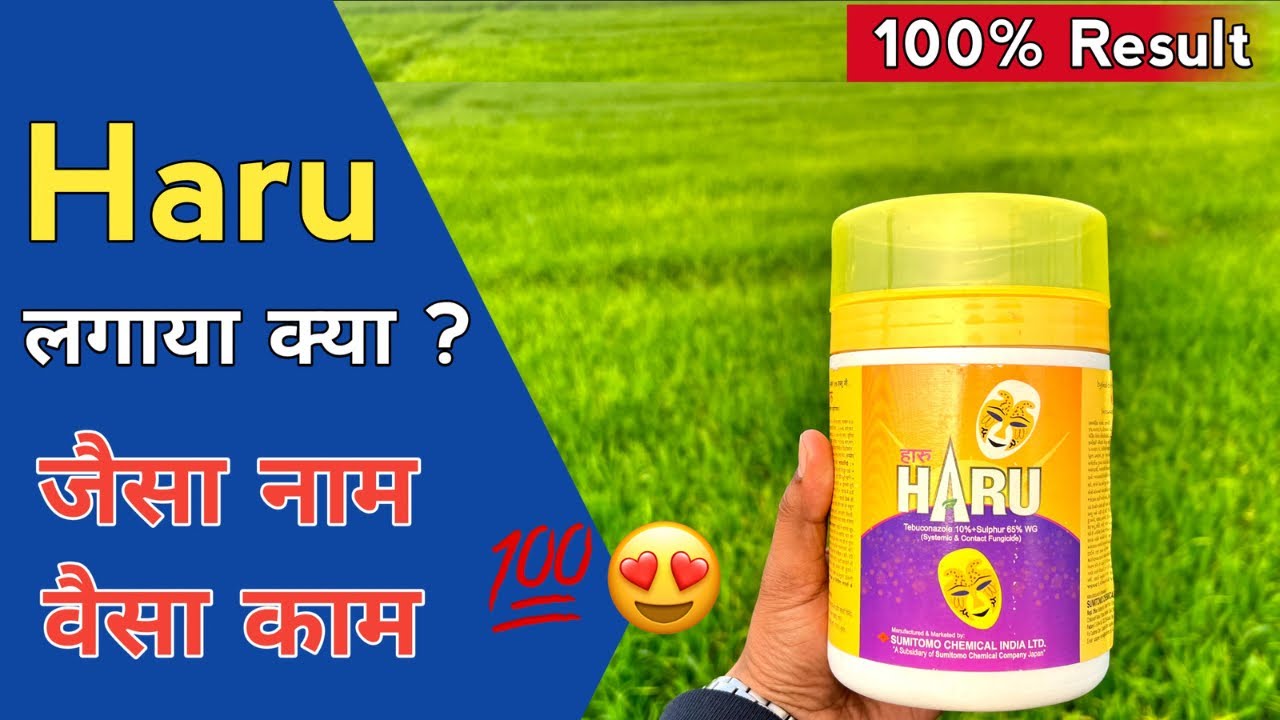 🌾👉 हारू का कोई तोड़ नहीं 😳 Sumitomo Haru 😍 Tebuconazole 10% + Sulphur 65% WG