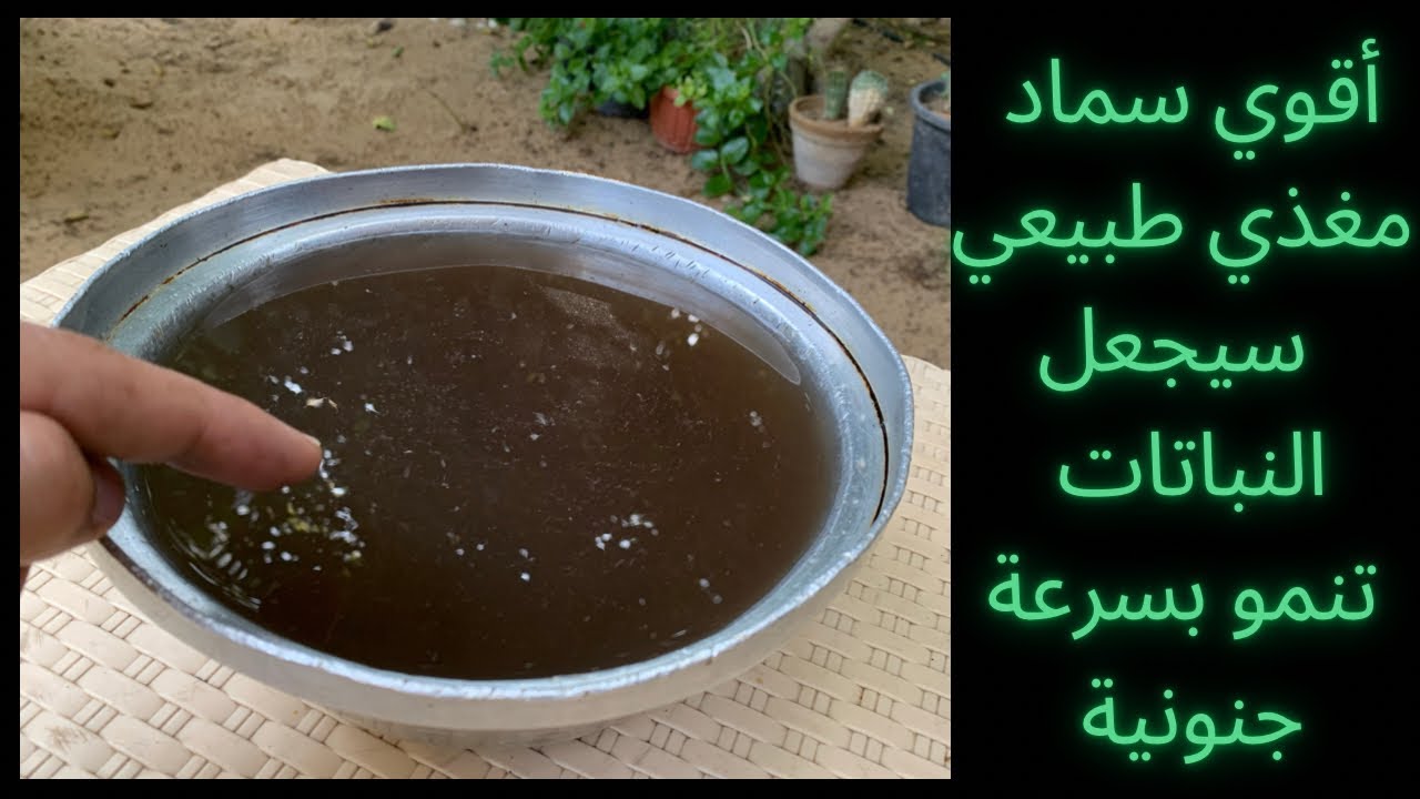 قوي نباتاتك بهذا المحلول المغذي الذي سيجعل النبات ينمو ويكبر بسرعة جنونية، سهل التحضير وسريع المفعول