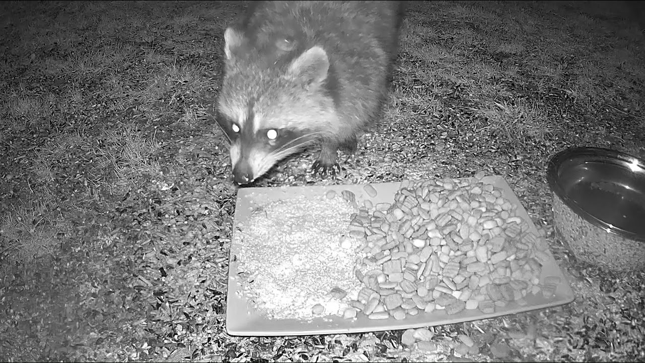 Raccoon.          #wildlife #watchingnature #wildlifevideos #unbrokenfoundation 