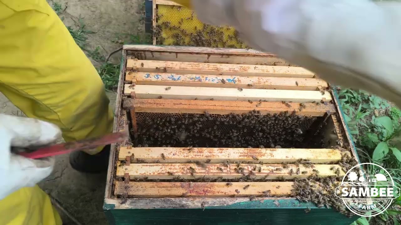 Varoa ne čeka – spremam pčele za zimu / Varroa won’t wait – winter prep begins