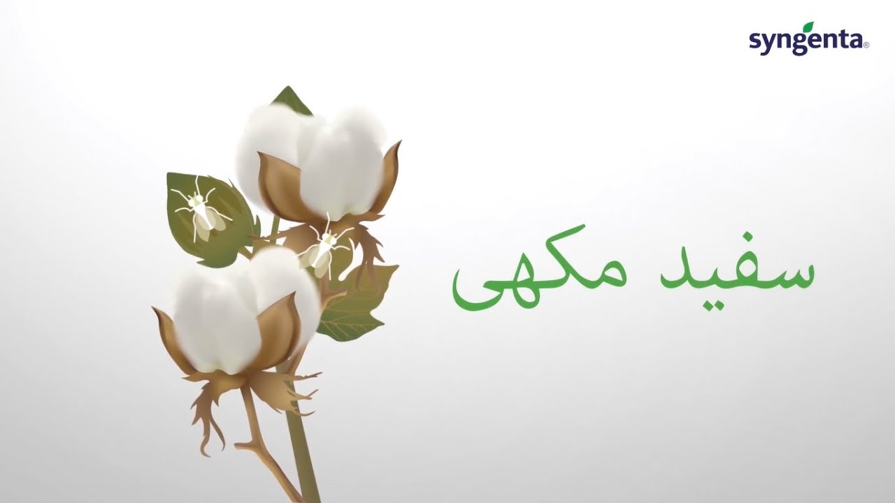 Syngenta Pakistan Integrated Pest Management Strategy - 2019 [White Fly]
