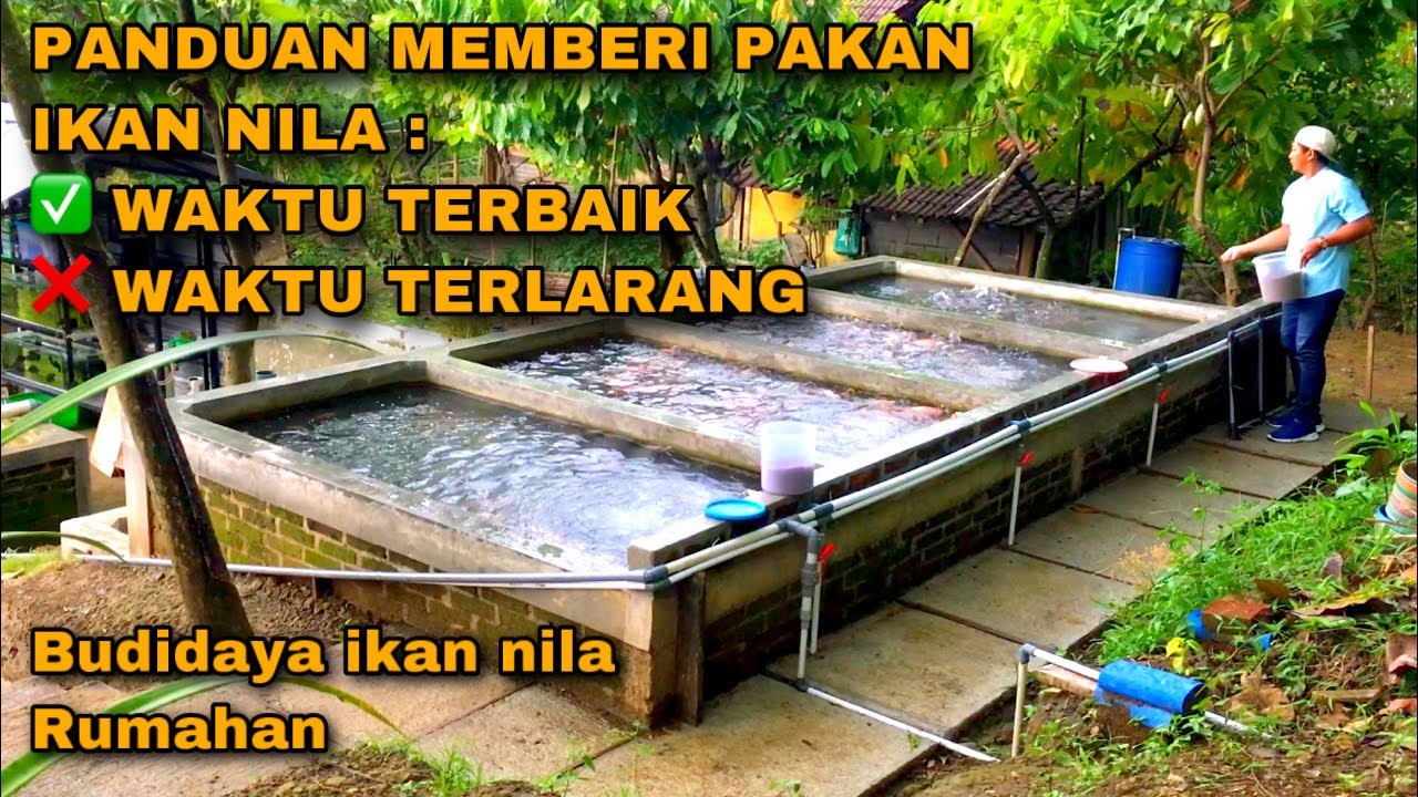 PANDUAN WAKTU TERBAIK DAN WAKTU TERLARANG MEMBERI MAKAN IKAN NILA / KESALAHAN BISA BERAKIBAT FATAL