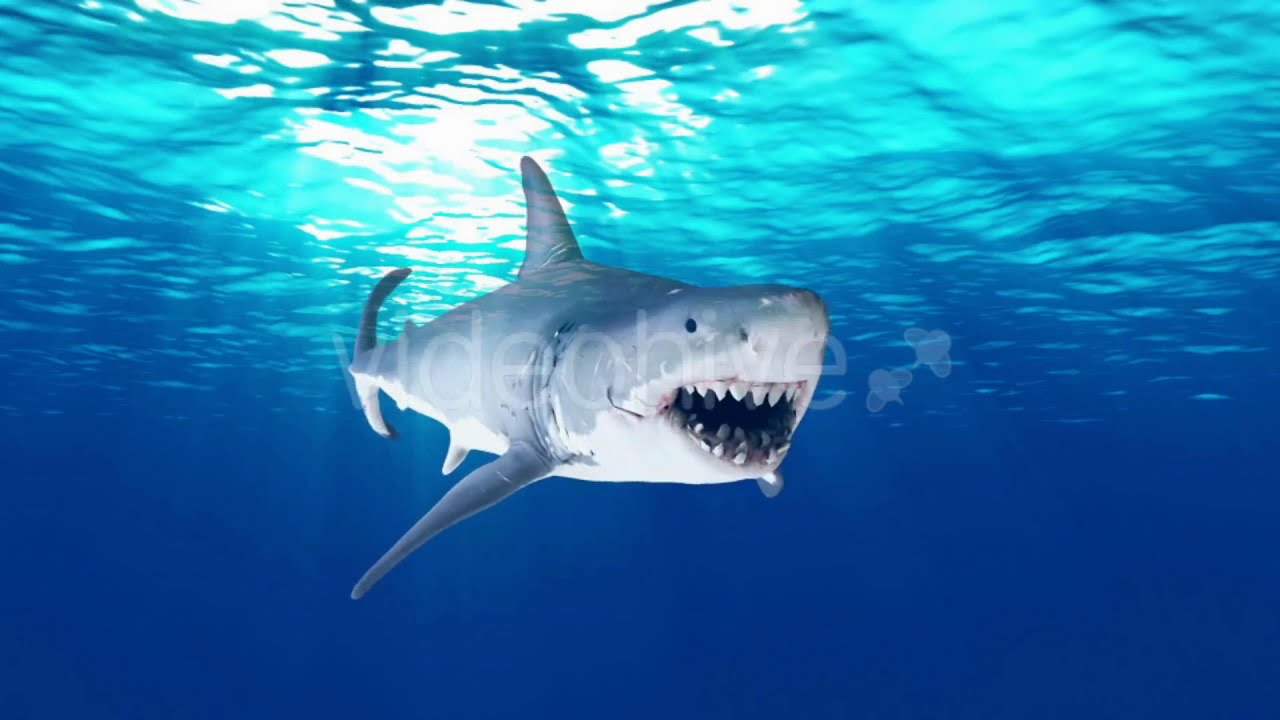White Shark | No Copyright Video Fish #23