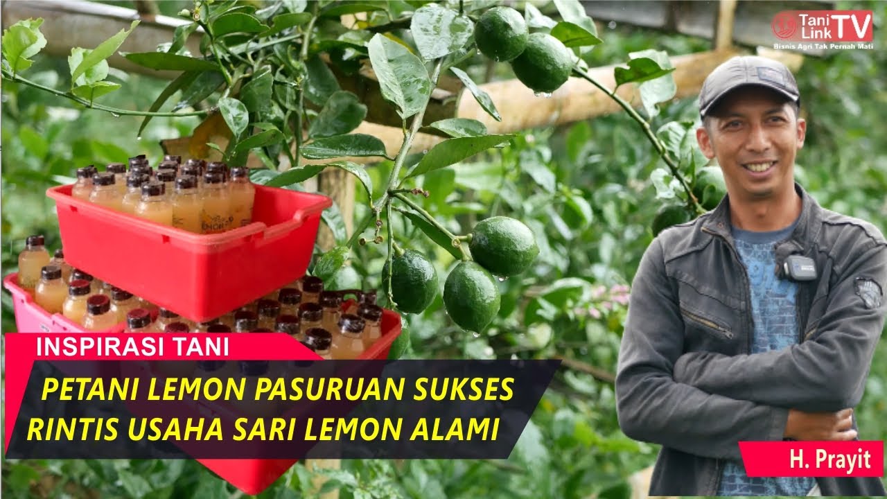 Lahan Seluas 3 Hektar, Hasilkan Lemon California 4-5 Ton per Bulan