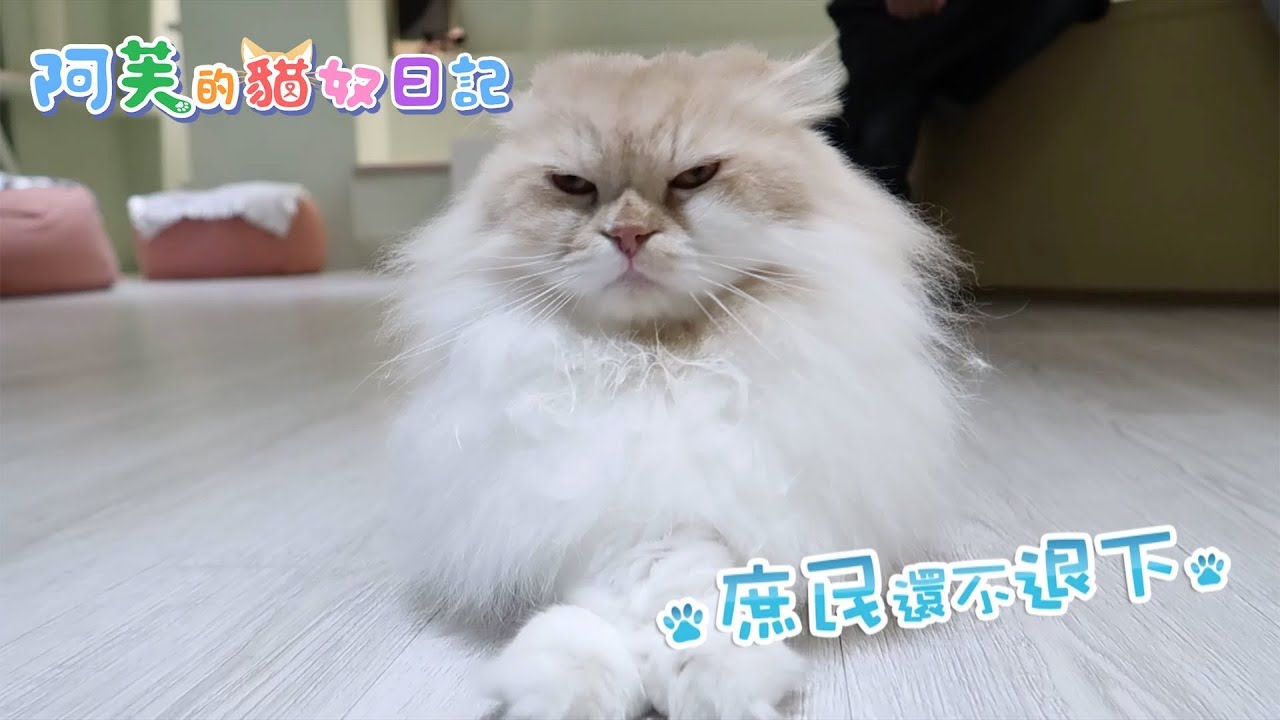 阿芙的貓奴日記 第5集 - 阿芙進入貓奴天堂 與貓共渡美好時光