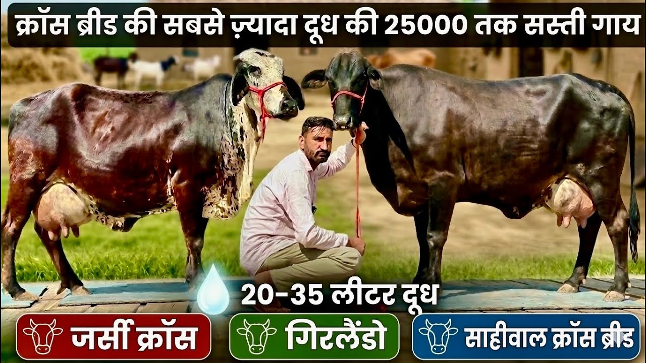 आज खरीदो क्रॉस ब्रीड की 25000 तक सस्ती गाय👌20 से 35 लीटर दूध👌High Milking Cross Breed Cows For Sale 
