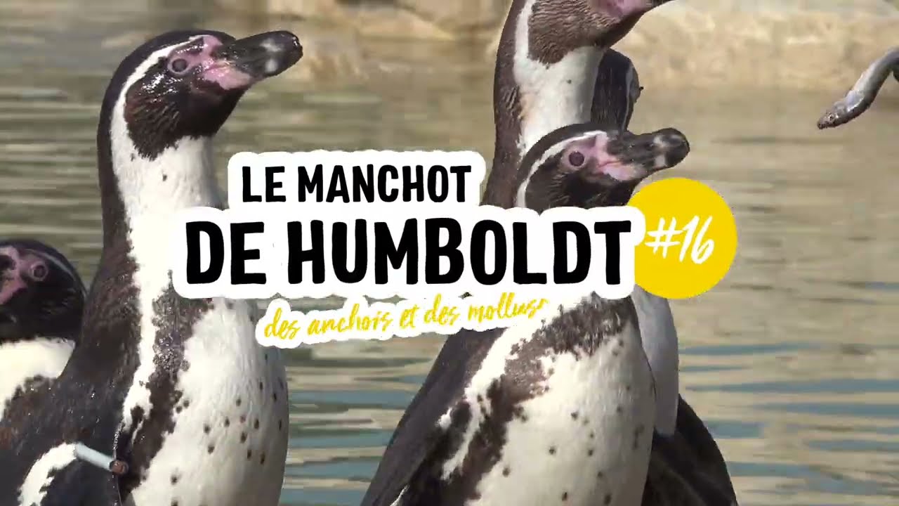 Wild & Curious - Nourrissage des Manchots de Humboldt