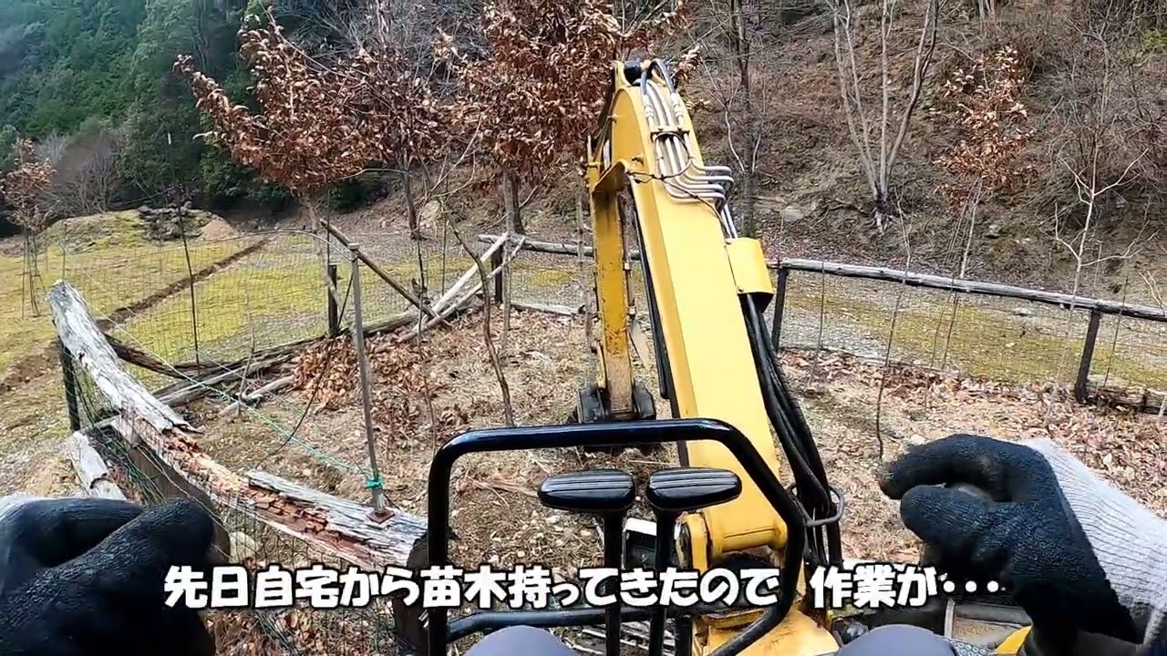 今年は　枯れないように　休眠中に　植樹