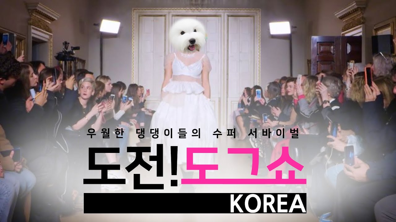 꼬똥 드 툴레아 VS Coton de Tulear  [루피의 슬기로운 훈련생활]