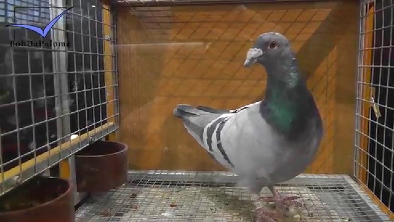 30 Superstar Racing Pigeons, German Pigeon Show DBA 2016