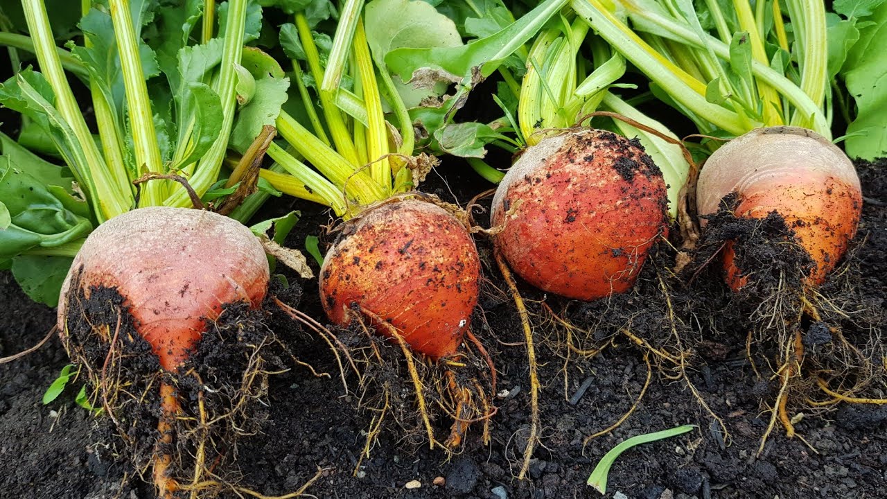 Allotment Days #107 No Dig Golden Beets and Charlotte Potato Reveal