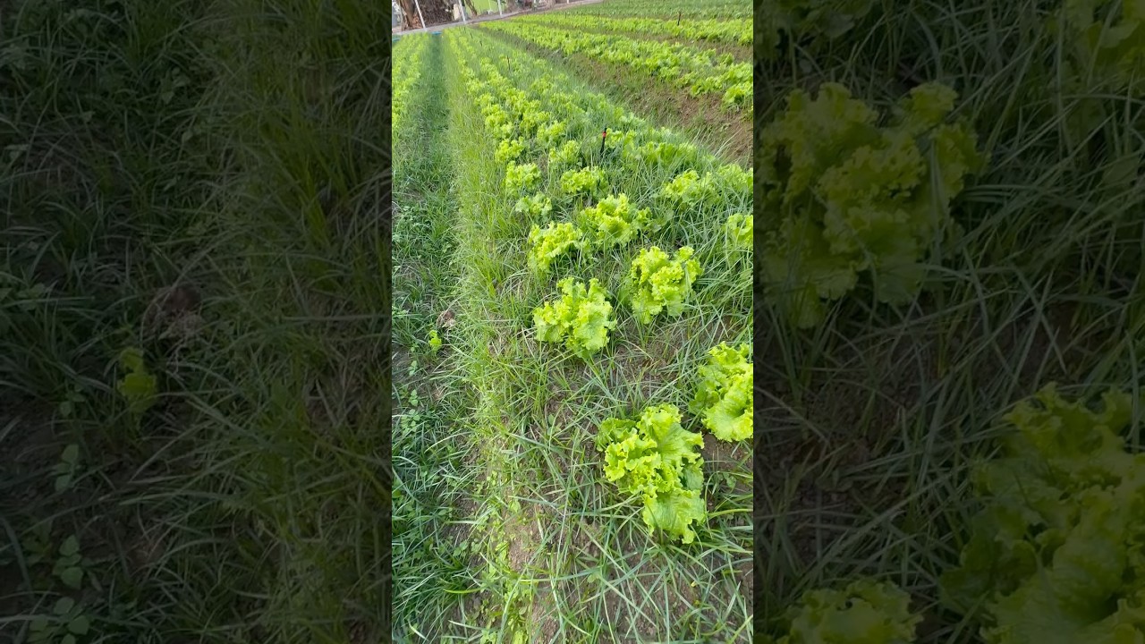 Alguma dica para o controle da Tiririca na alface🥬 #tiririca #capina #agro #paixaopeloagro #alface