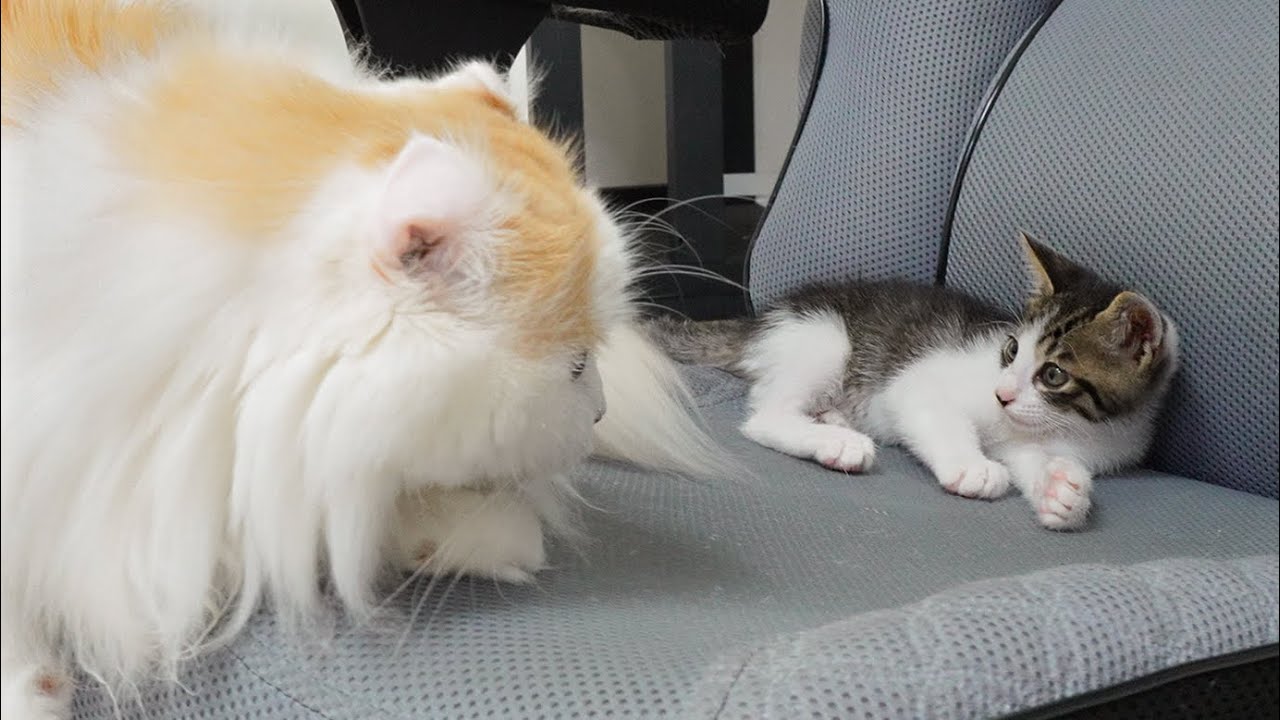 The Big Cat Wants to Protect the Rescued Kitten While He Sleeps~