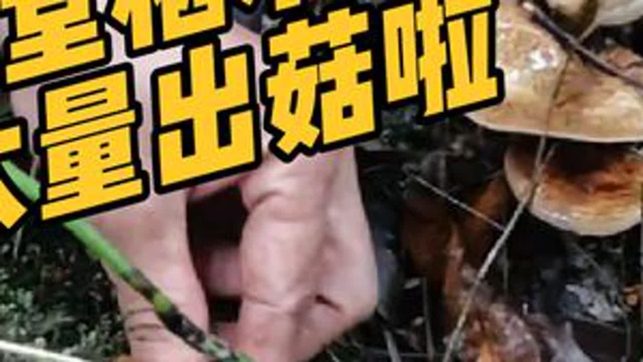 栖木菌，大量出菇快来感受小时候的味道！巴适得板！ 各位朋友，找到栖木树就开始冲吧！#成都捡菌子 #又到了吃枞树菌的季节 #小时候的快乐很简单