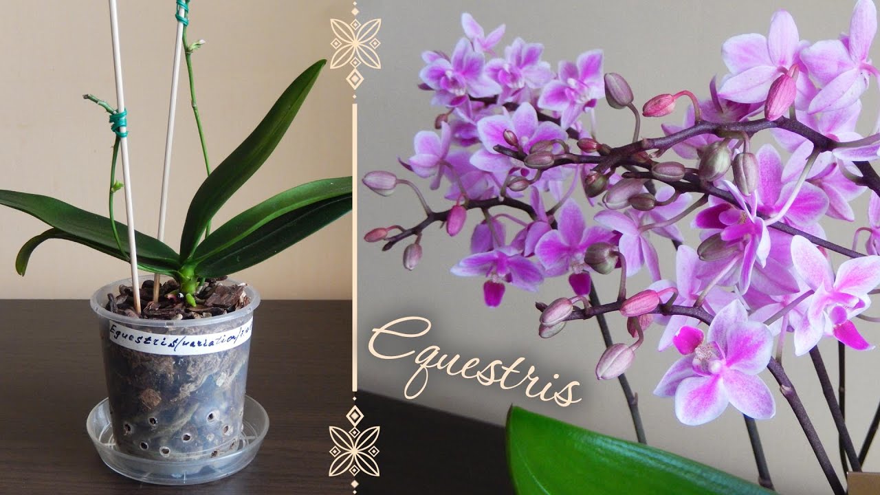 МОИ НОВЫЕ ОРХИДЕИ ЭКВЕСТРИС | Phalaenopsis equestris (variation) | Equestris Wild pink