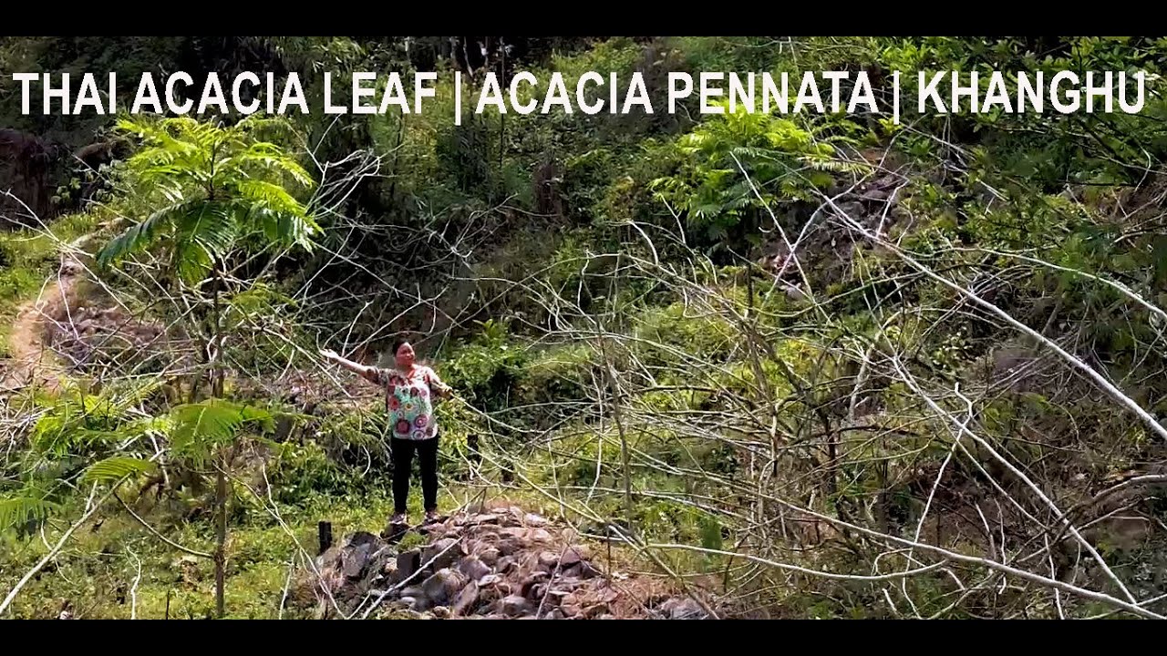 THAI ACACIA LEAF | ACACIA PENNATA | KHANGHU
