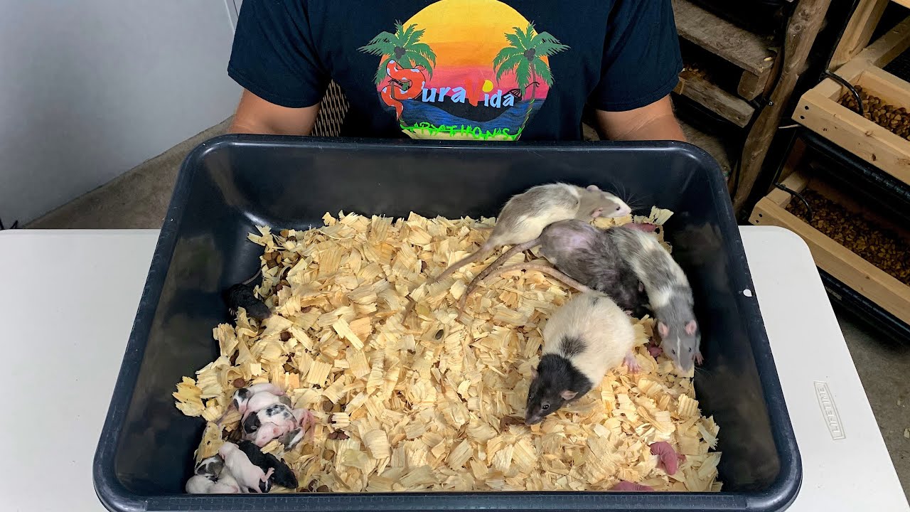 How To Breed Rats