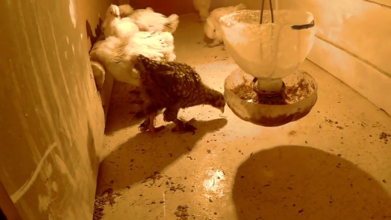 Балапан қора қалай жасауға болады, 4 ескі есіктен,  Брудер из 4 дверей