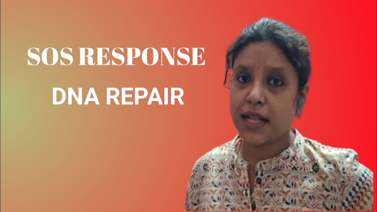 SOS RESPONSE// DNA REPAIR