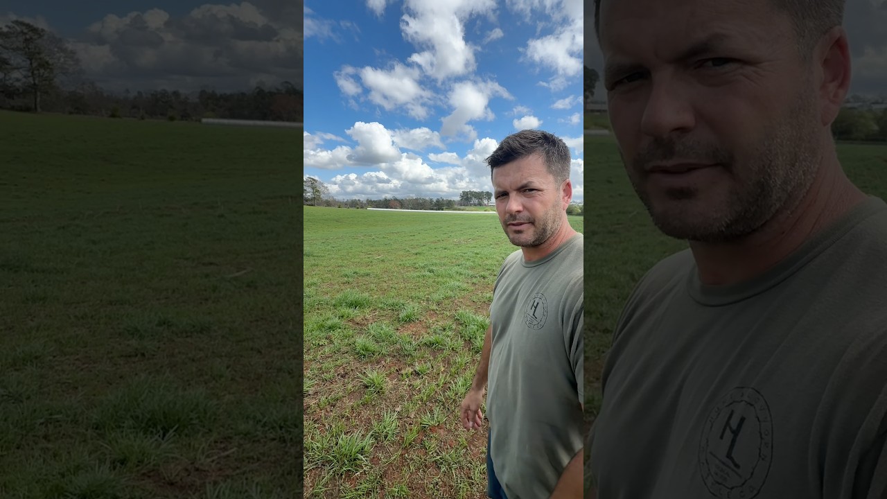 An Update On The Burned Field. #pasturemanagement