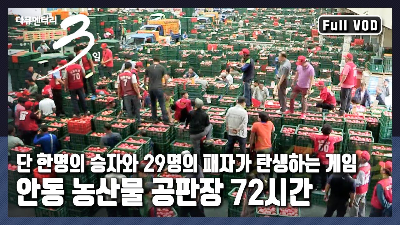 [다큐3일★풀버전] 100원 200원 차이로 승부가 결정된다. 추석 대목을 맞이한 뜨거운 사과전쟁 | 