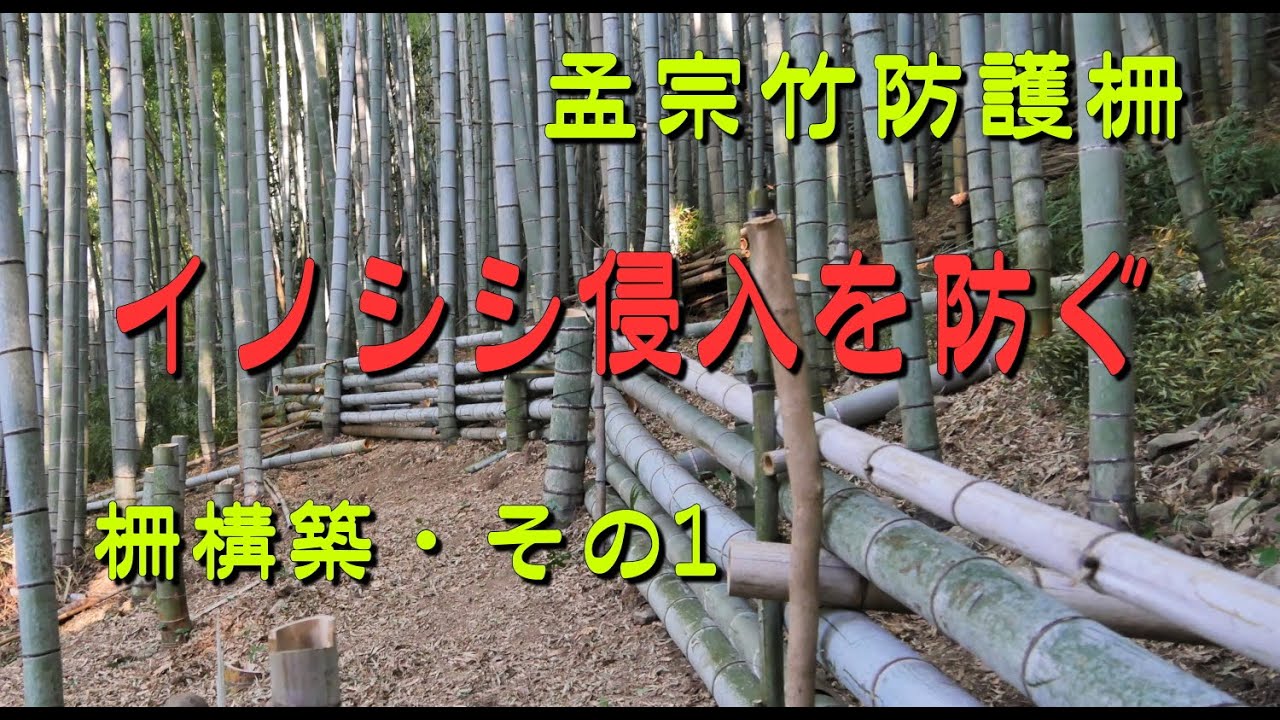 【竹山整備 No.7】イノシシを防ぐ、孟宗竹林防護柵作り(その1)Making of Moso bamboo protective fence ~part 1