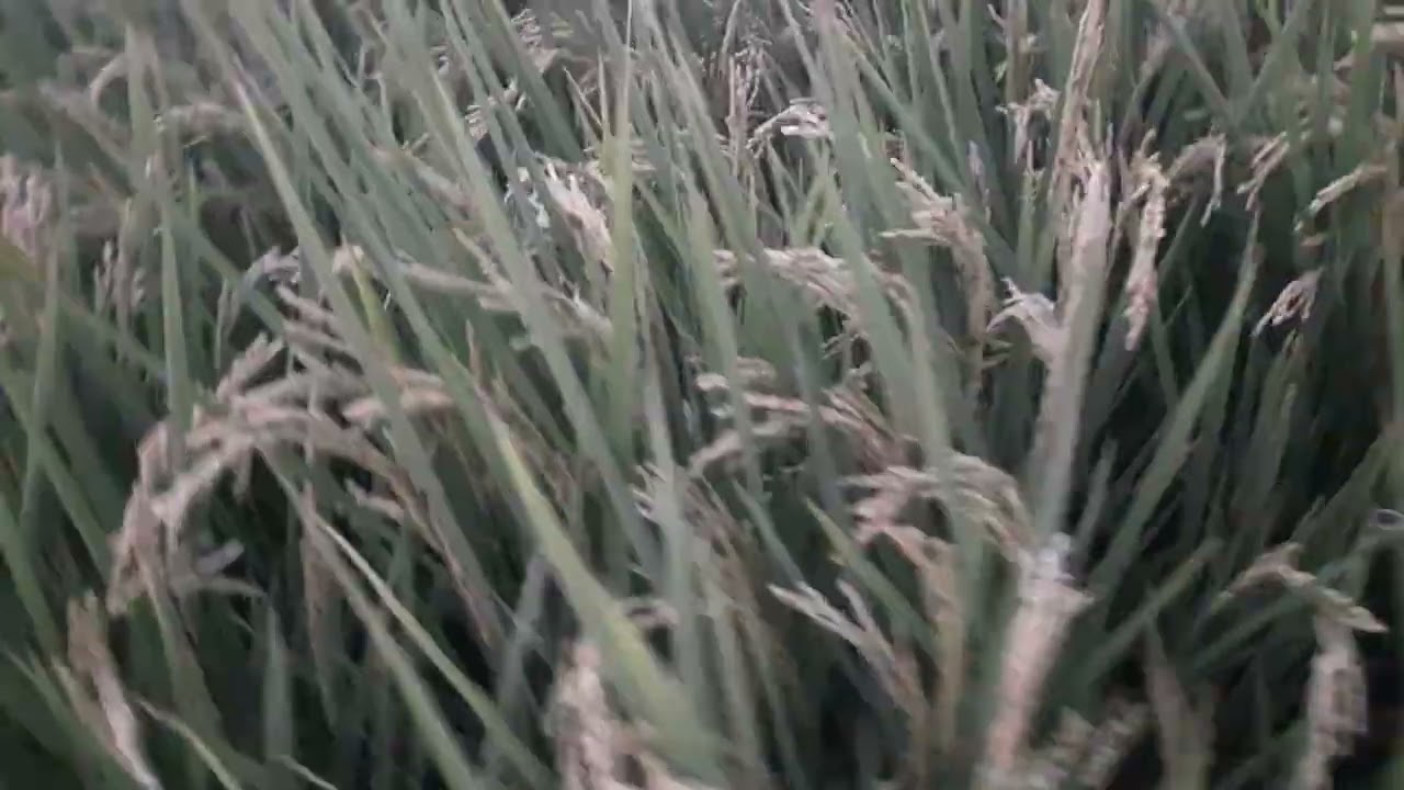 Lúa Nhật trên cánh đồng ấp Hiệp An, xã Định Hoà, tỉnh An Giang đang giai đoạn trổ đều 105 ngày 