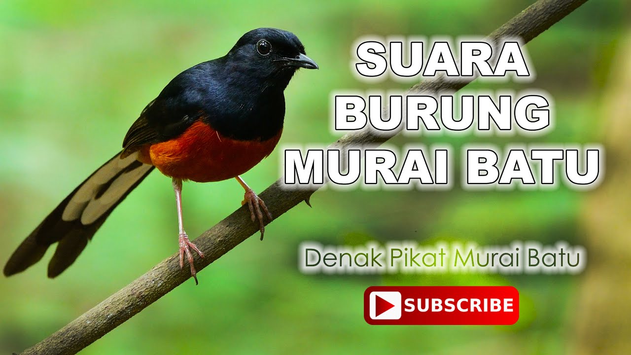 Suara Murai Batu Denak Padu. Denak Terbaik Untuk Pikat 100% Guarantee