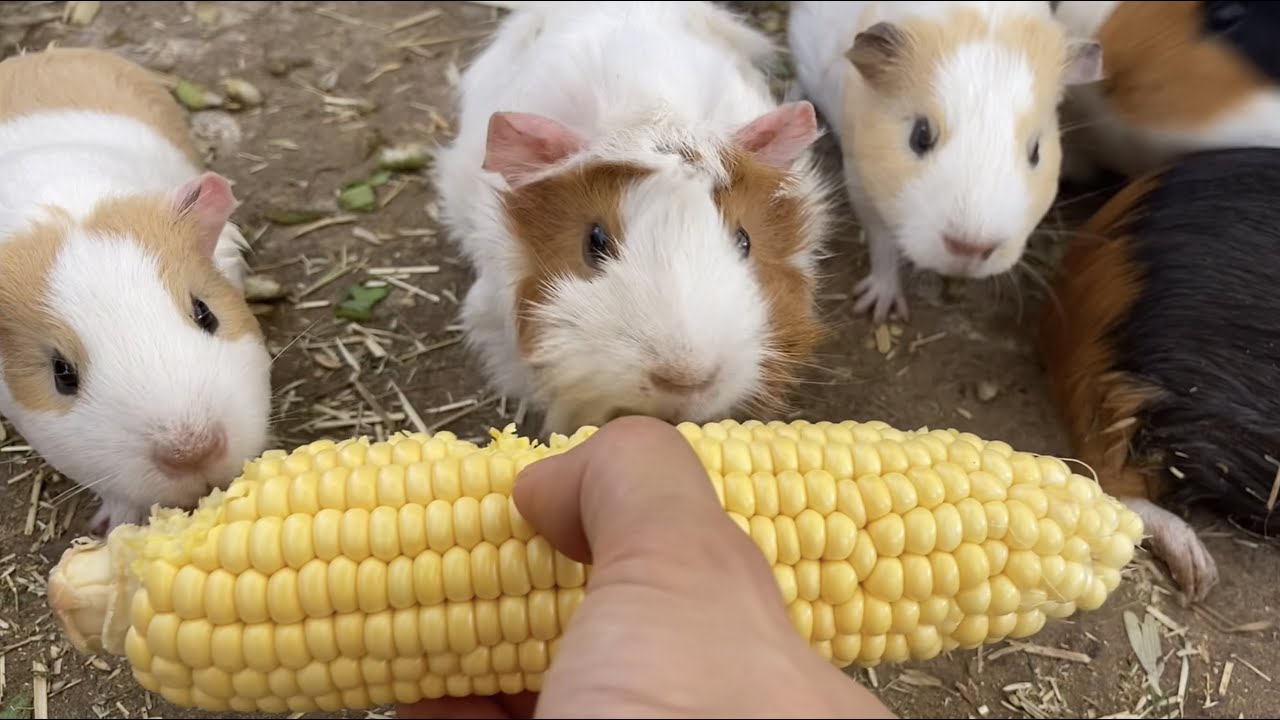 Guinea pigs try corn for the first time