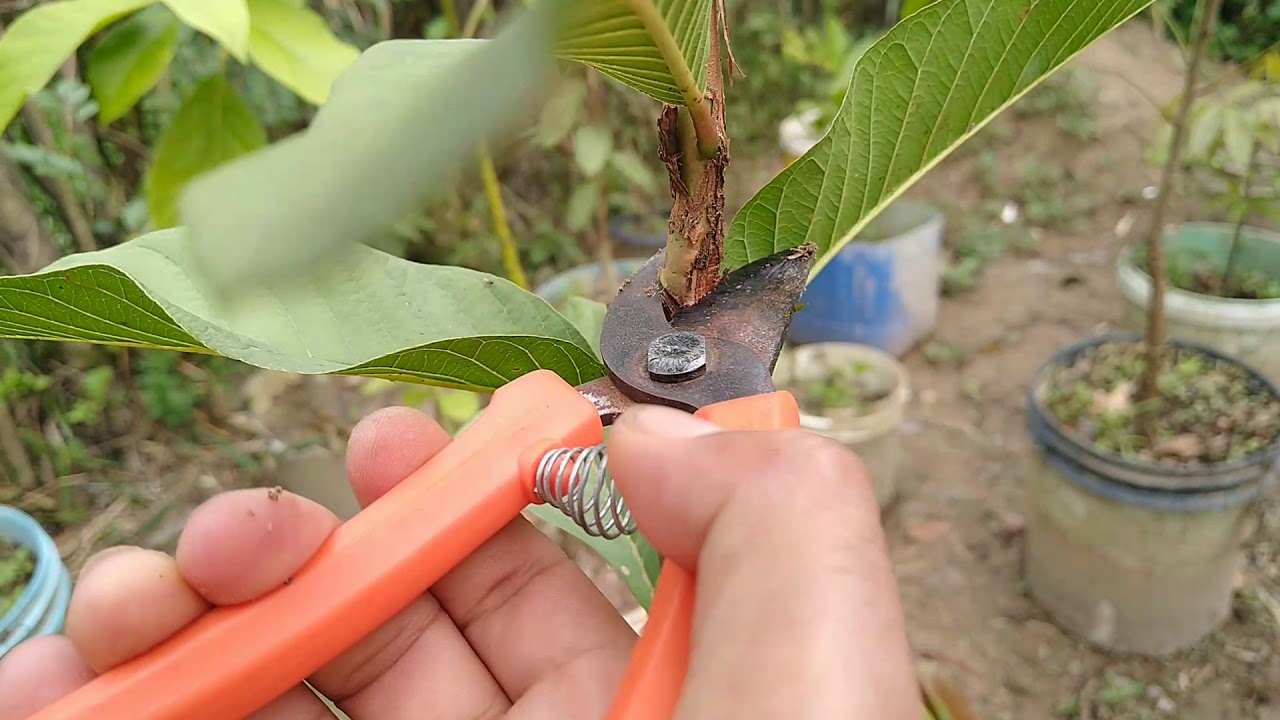como fazer a primeira poda da goiabeira plantado em vaso plantado vasos!