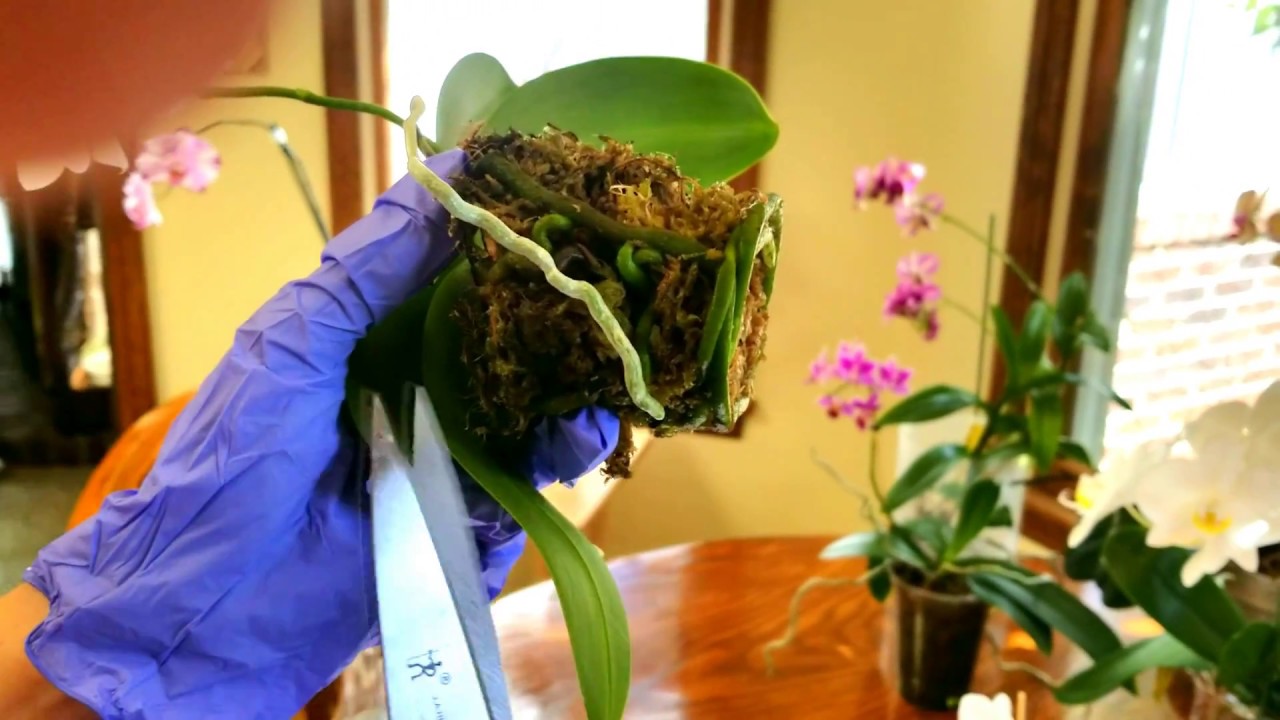 Watch me repot my miniature phalaenopsis in moss.