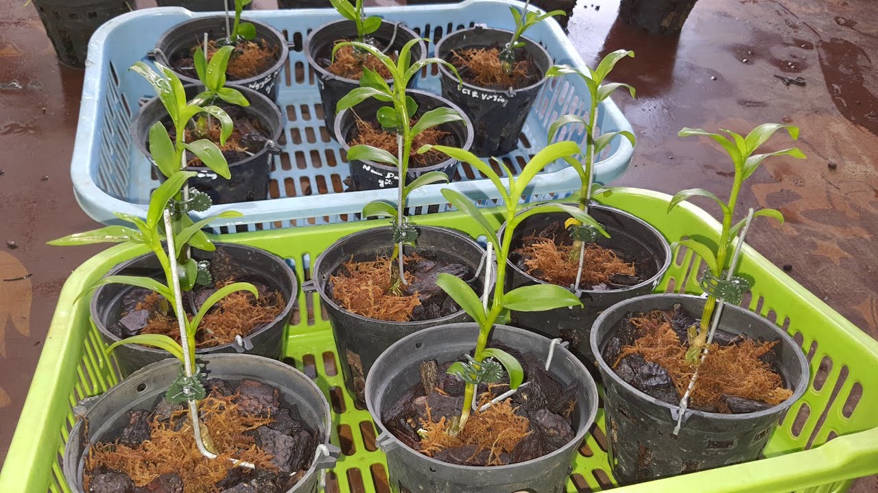 Chia Sẻ Cách Trồng Và Chăm Sóc Keiki Mới Không Bị Chững/Chậm Lớn