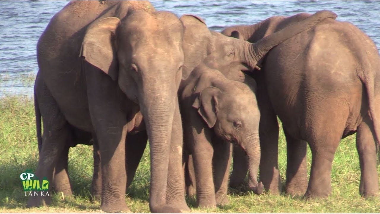 Herd of elephants at the Minneriya National Park !