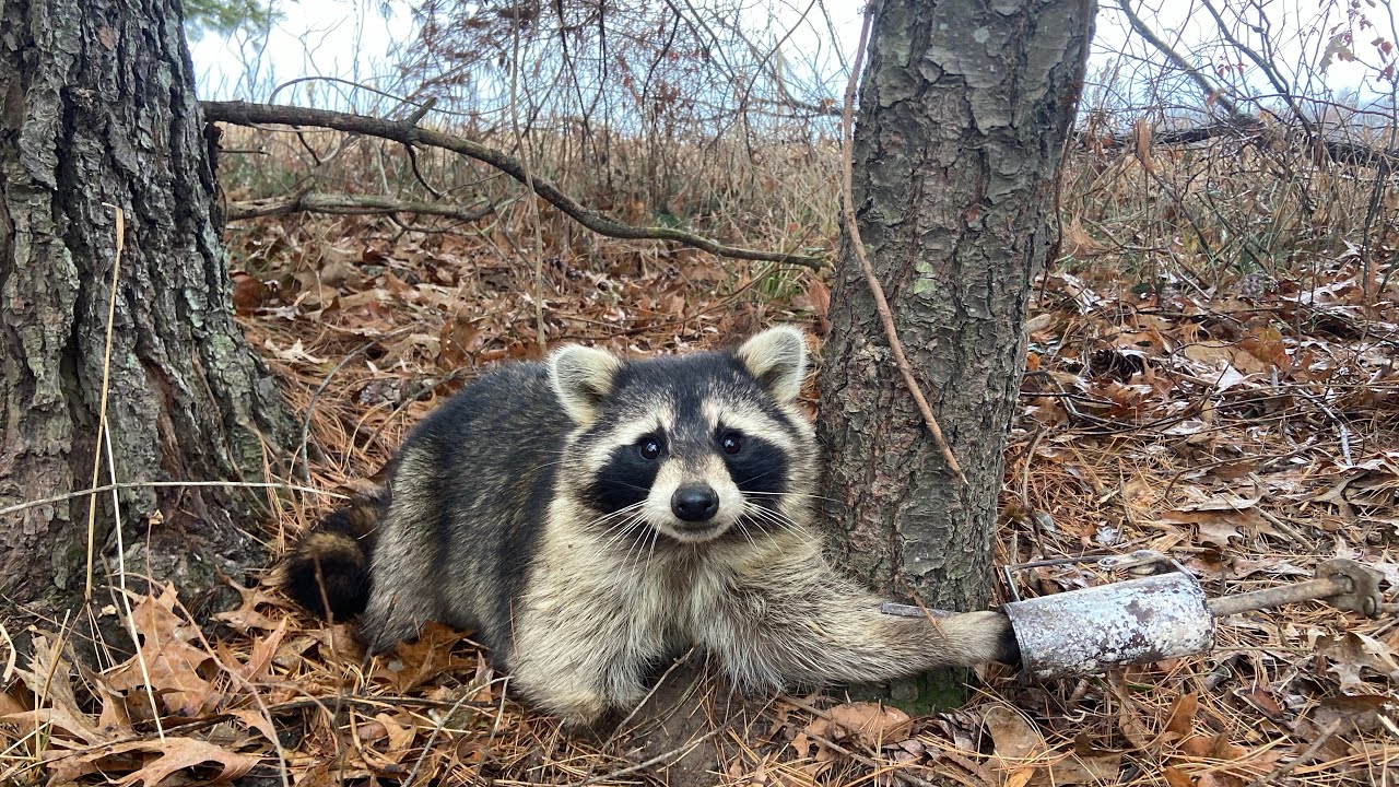 A Day On The TRAPLINE Pt 3