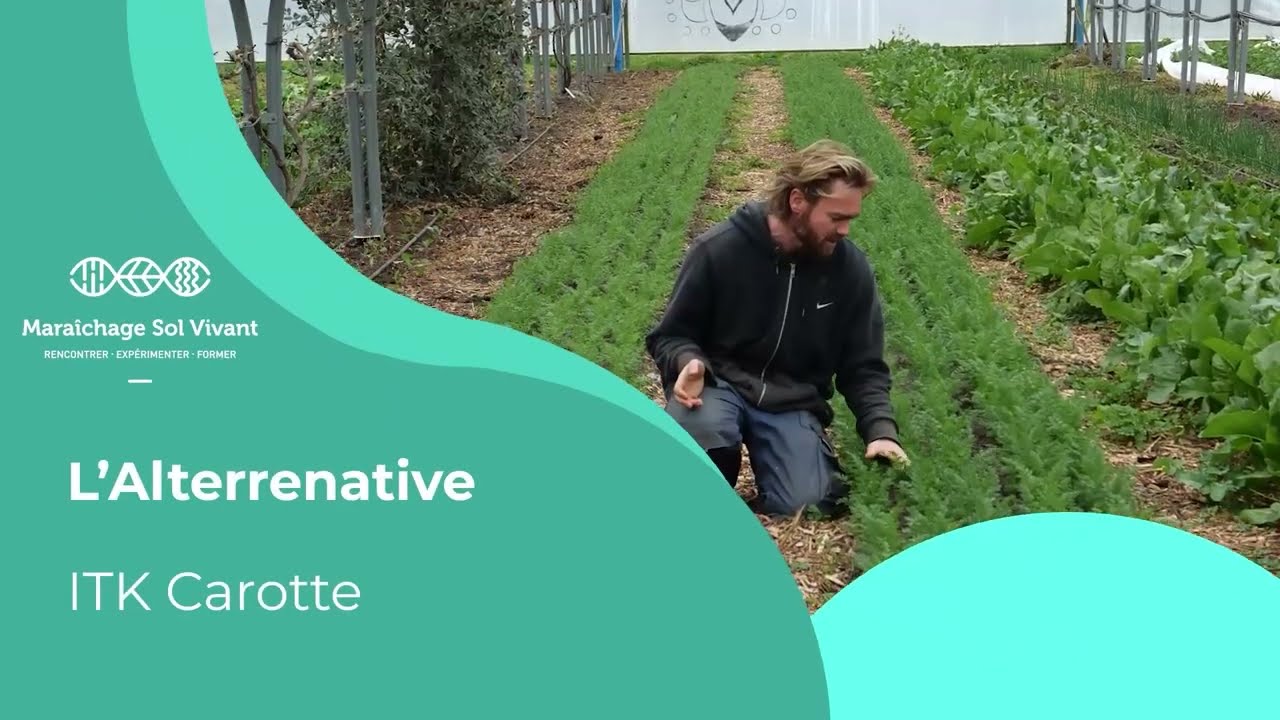 Fiche ITK - Carottes primeurs sur compost - Alterrenative