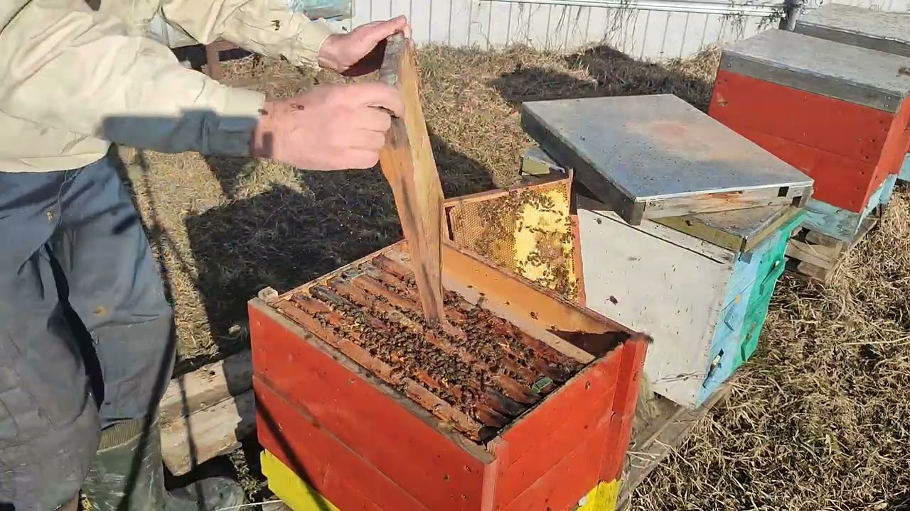 Весняна ревізія бджіл 🐝 Що я побачив після зими? Скорочення та утеплення