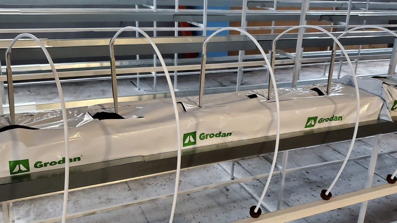 КЛУБНИКА. КАПЕЛЬНЫЙ ПОЛИВ НА МИН ВАТЕ GRODAN // ЗАПУСКАЕМ ЦЕХ ЗИМНЕЙ ЯГОДЫ