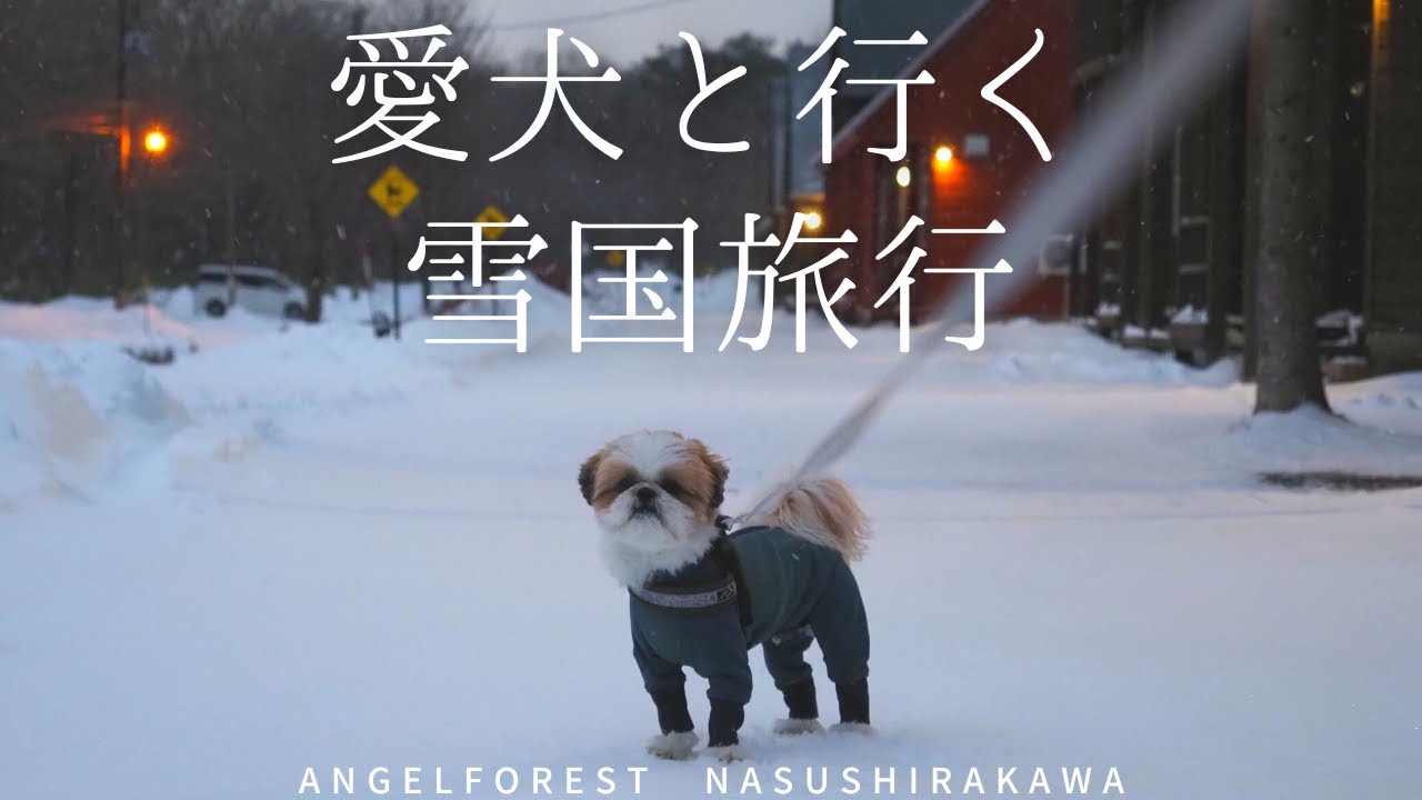 愛犬と雪国旅行 in エンゼルフォレスト那須白河