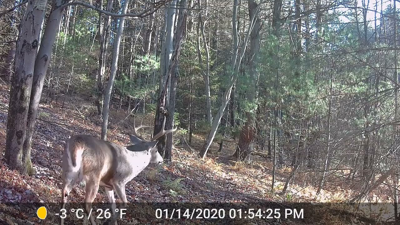 Poconos, PA - Trail cam compilation 2023 (Coywolf, Maine coon, red fox, grey fox, porcupine, bobcat)