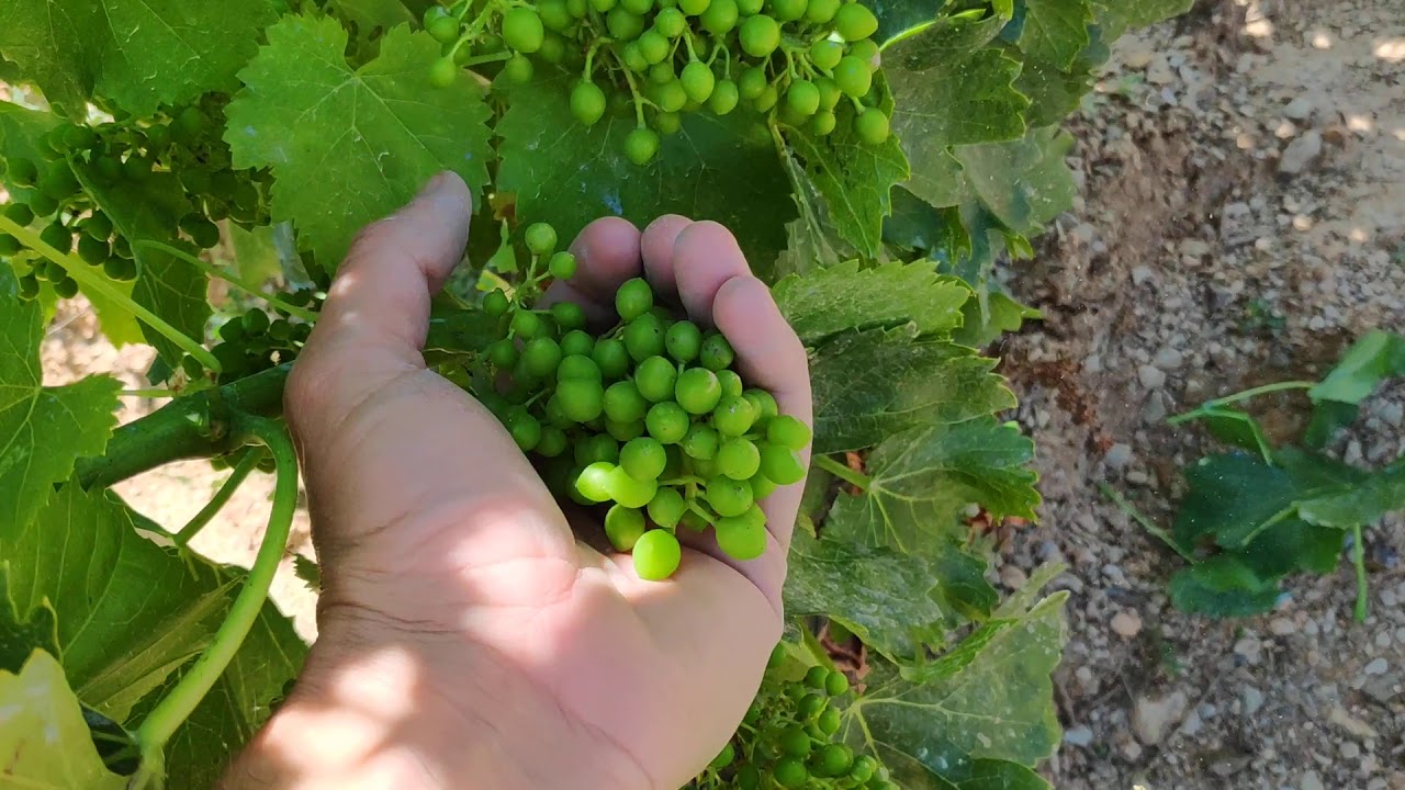 Poda para control de vigor y producción