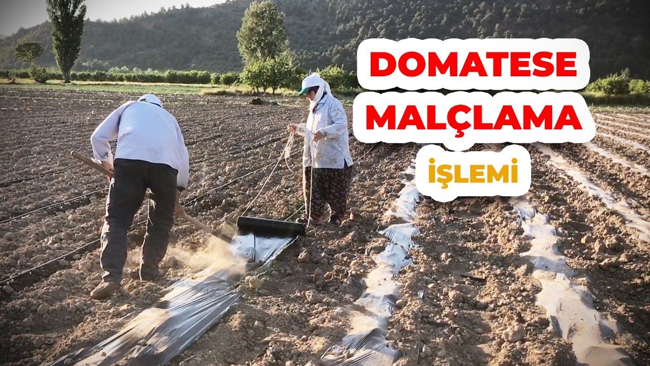 Domates Yetiştiriciliğinde Malçlamanın Püf Noktaları - Malç ile Tasarruf Etmek
