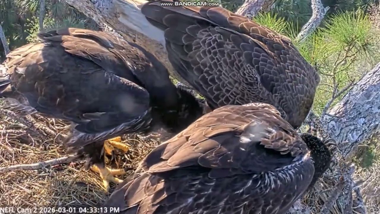 Bielik amerykański NEFL Eagle Nest -  Gabby z dostawą🐟karmi  Eve & Kai 2026 03 01
